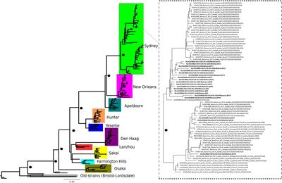 Evolutionary and Molecular Analysis of Complete Genome Sequences of Norovirus From Brazil: Emerging Recombinant Strain GII.P16/GII.4